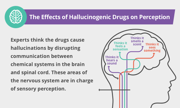 The Effects of Hallucinogenic Drugs on Perception Infographic